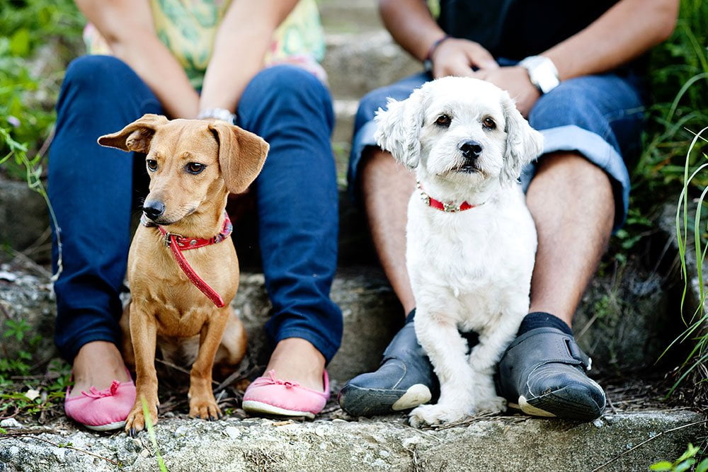 two dogs on leashes , held by their owners